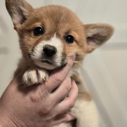 Timber - Red male Pembroke Welsh Corgi puppy in Mount Vernon, Ohio from Rose Water Corgis in Ohio
