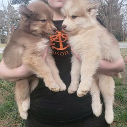 Siberian Husky Puppies from Husky Hotel