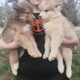 Siberian Husky Puppies from Husky Hotel