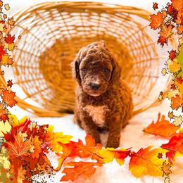 Pancake - Red  female Goldendoodle puppy in Kissimmee, Florida from Poodle Doodle Kennels