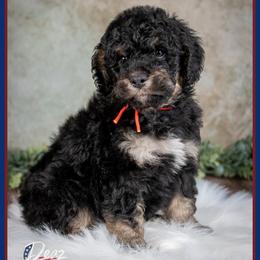 Tater - Tri-color male Bernedoodle puppy in Connersville, Indiana from Deaz Doodle Ranch