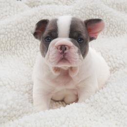 Ovation - Blue female French Bulldog puppy in New Hampton, New Hampshire from Kismet French Bulldogs