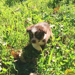 Shunka - Red tri-color female Australian Shepherd puppy in Sultan, Washington from Van Huitt Australian Shepherds