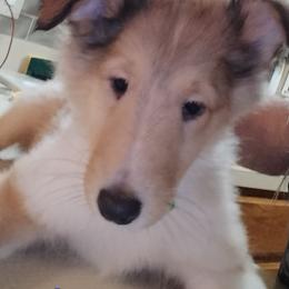 Lord Ceraxus - Sable merle and white male Collie puppy in Elmhurst, Illinois from Stacey's Collies