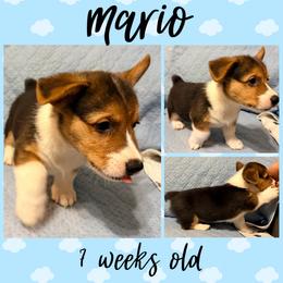 Mario - Black and tan male Pembroke Welsh Corgi puppy in Dickinson, Texas from Careaga Farms