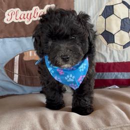 Freedom  ESA lines gorgeous coat - Black male Schnoodle puppy in Temple, Texas from Schnauzers Of Taylor