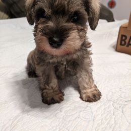 Miniature Schnauzer Puppies from Tymeless Farm