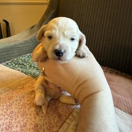Boy 2 - Cream male Dachshund puppy in Walla Walla Valley, Oregon from English Cream Dachshunds