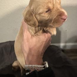 Girl 1 - Cream female Dachshund puppy in La Marque, Texas from Sweet Southern Dachshunds