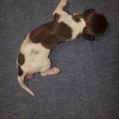 Kleine Munsterlander Puppies from Prairie State Kennel