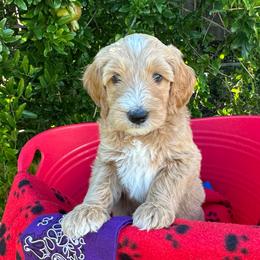Purple Collar - Paris (France) - Apricot female Goldendoodle puppy in West Sacramento, California from Pomegranate Doodles