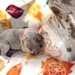 Orange Collar Blue Merle Male - Great Dane puppy from Texas Blue Danes