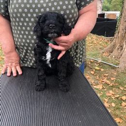 Portuguese Water Dog Puppies from Presidio PWDs