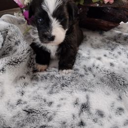Havanese Puppies from 7th Heaven Havanese of Texas