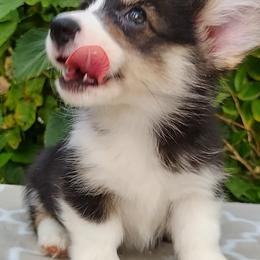 Pembroke Welsh Corgi Puppies from Gingerbread