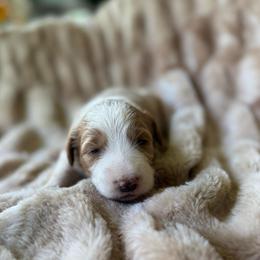 Boo - Parti female Goldendoodle puppy in Jacksonville, Florida from Dandelion Doodles