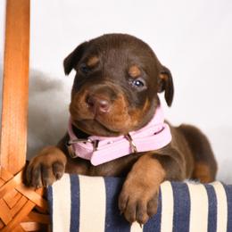 Skye - Red and rust female Doberman Pinscher puppy in Overton, Texas from Obsidian Kennel