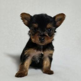 Pepper's Girl 1 - Black and tan female Yorkshire Terrier puppy in Aiken, South Carolina from Sio's Yorkies