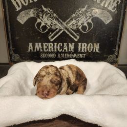 Kimber - Merle female Goldendoodle puppy in Tazewell, Tennessee from Legacy Bostons and Goldendoodles