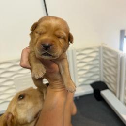 Lucky Green Collar - Yellow male Labrador Retriever puppy in Elloree, South Carolina from Moonlight Kennels LLC