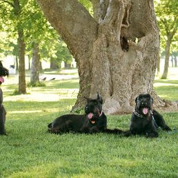 Giant Schnauzers from Mississippi Giants
