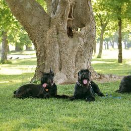 Giant Schnauzers from Mississippi Giants