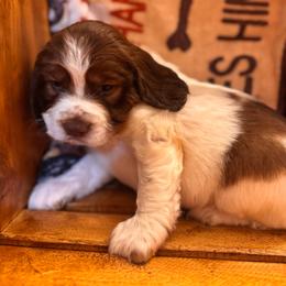 Hazel - Liver white and tan female English Springer Spaniel puppy in Braidwood, Illinois from A & R Springers