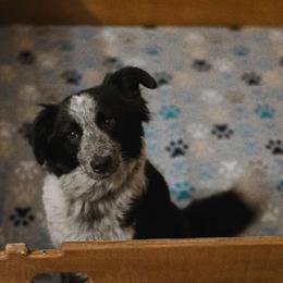 Tipsy - Border Collie