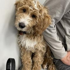 Double Doodle, Goldendoodle, and Labradoodle Puppies from Cloverdale Doodles LLC.