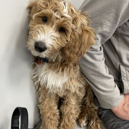 Double Doodle, Goldendoodle, and Labradoodle Puppies from Cloverdale Doodles LLC.