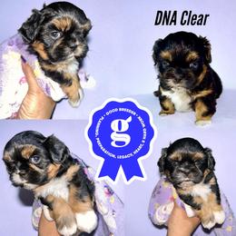Leroy - Black and tan male Shih Tzu puppy in Sacramento, California from NANA’S  QUALITY SHIH TZU'S