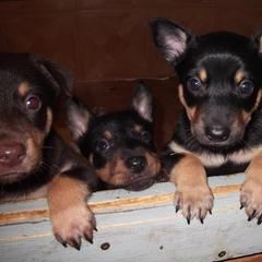 Lancashire Heeler Puppies from Quickheels