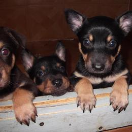 Lancashire Heeler Puppies from Quickheels