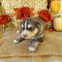 Companion Cross and Siberian Husky Puppies from Hatfield Huskies