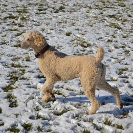 Ginger - Poodle