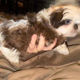 Poe - Liver and white male Shih Tzu puppy in Statesville, North Carolina from Grimmly Blue’s Shih Tzus