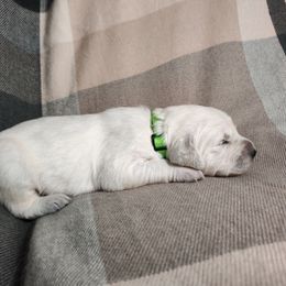 Boy 2 - male Golden Retriever puppy in Seymour, Missouri from High Road Golden Retrievers