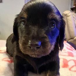 ROSIE - Black female Dachshund puppy in Channahon, Illinois from Lord Frank’s Mini Weeniers