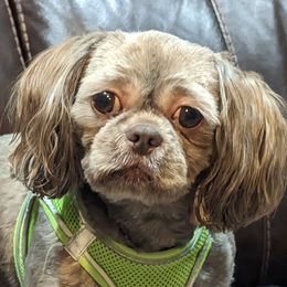 TWIGGY - Shih Tzu