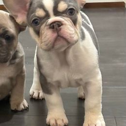 Angus - Tricolors male French Bulldog puppy in Hemlock, Michigan from Top Billin' Frenchies, LLC