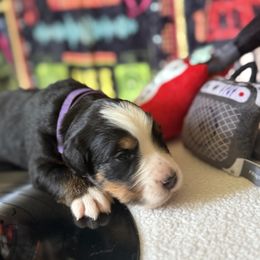 Purple - Gwen - Tri-color female Bernese Mountain Dog puppy in Redlands, California from Country Feels Ranch