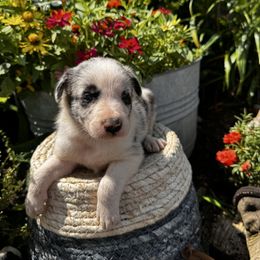 Boy 2 Blue Merle - Blue merle male Border Collie puppy in Minden, Iowa from Rocking N Registered Border Collies & Labradors