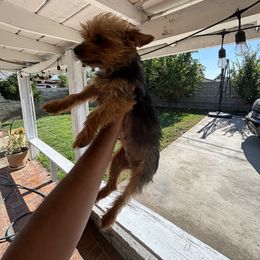 Saint - Yorkshire Terrier