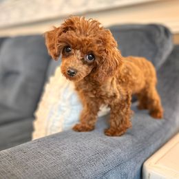 Rosette - Poodle