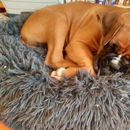 Boy 4 - Boxer puppy in Ellensburg, Washington from Savvy Boxers Seattle