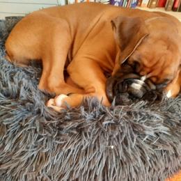 Boy 4 - Boxer puppy in Ellensburg, Washington from Savvy Boxers Seattle