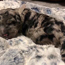 Miss White - Blue merle female Aussiedoodle puppy in Taylor, Missouri from Pawsitively Doodles