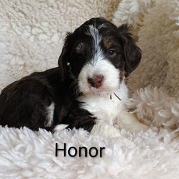 Honor - Tri-color male Bernedoodle puppy in Marion County, Ohio from Hatten Homestead Kennels