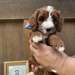 Cavapoo and Cockapoo Puppies from WoodHaven Pups MN