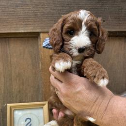Cavapoo and Cockapoo Puppies from WoodHaven Pups MN